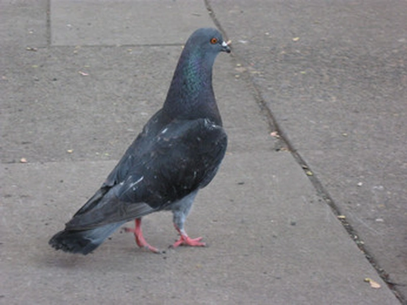 virtual pigeons